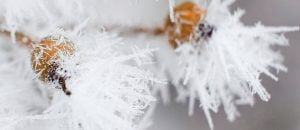 Cold Snap leads to energy demand spike - Frozen berries