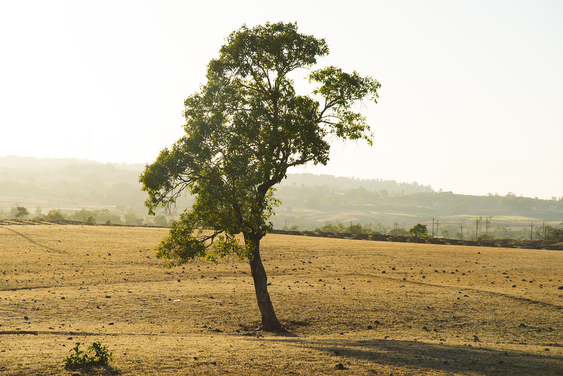 summer landscape of mountain forest india 2024 09 18 11 56 58 utc