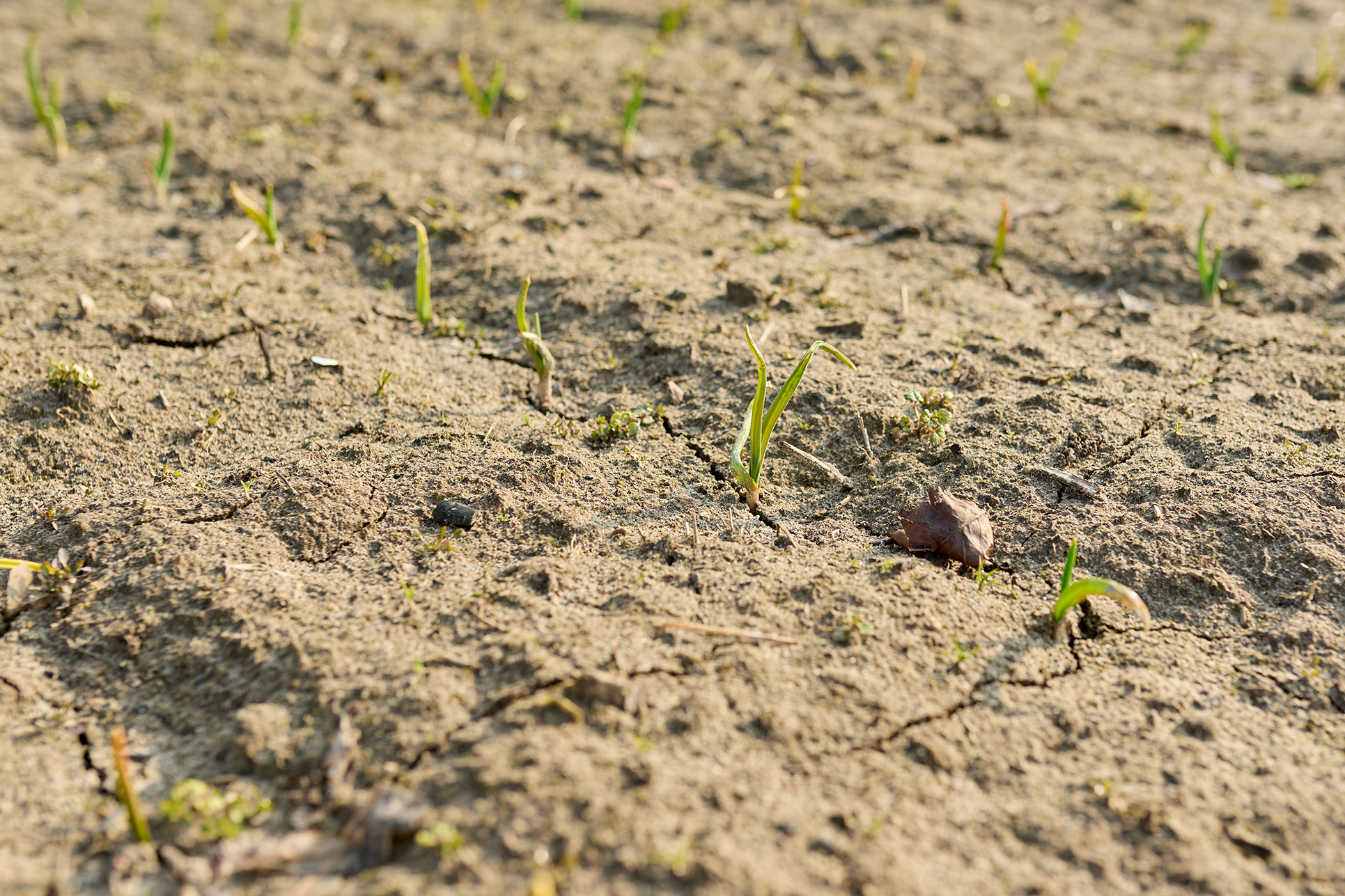 young sprouts of garlic in a farm field early spr 2024 12 08 05 01 10 utc